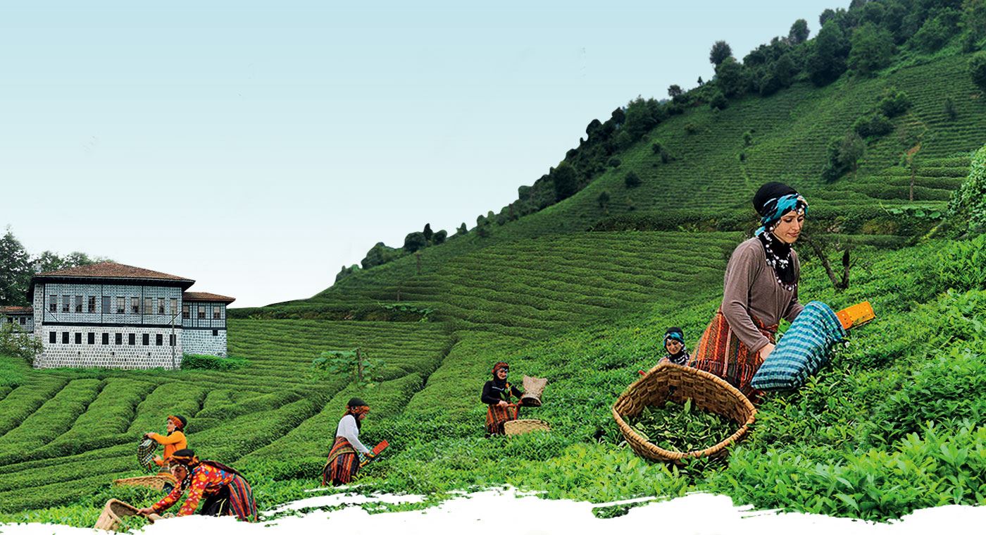 TOPRAK YOKSA ÇAY DA YOK